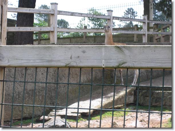 Diapositiva siguiente